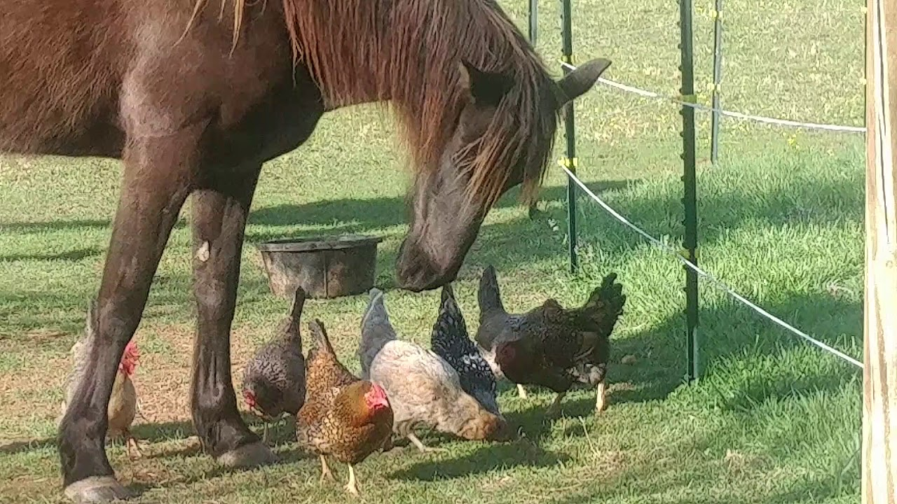 A horse and his cock(s)